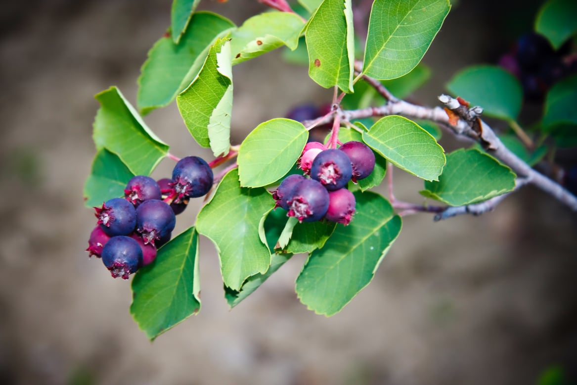 Saskatoon Berry Plant